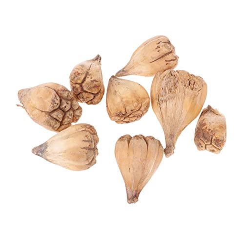 8 flores secas de fruta Mano de Buda para decoración