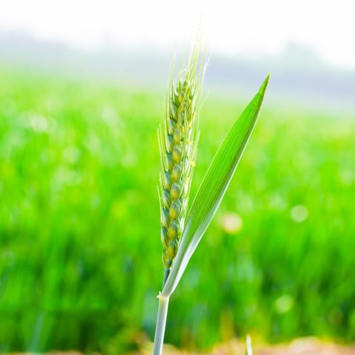 semillas de trigo (semillas de cereales),Semillas de hortalizas de invierno,jardín de.100pcs