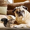 ALL-FOR-PAWS-Interactive-Dog-Squirrel-Plush-Toys-Stuffed-Animal-Squeaky-Toy-Perfect-Puppy-Plush-Toy-for-Dogs-Enrichment-Toys-Large Interactive Dog Squirrel Plush Toys