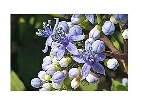 Pcs - 10x Dichroa Febrifuga Hortensia Fleurs Bleu Blanc Plantes - Graines B2039 - Seeds & Plants Shop by Ipsa