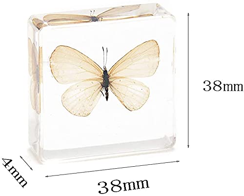Resina de insectos WXKAGF con 4 especímenes reales transparentes para observación 3