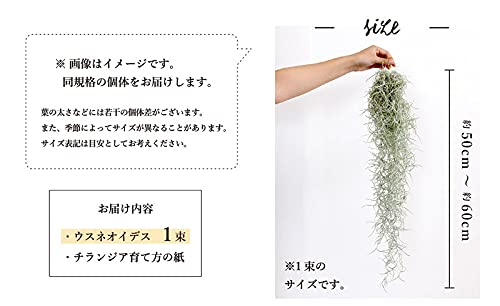 Amazon｜【エアプランツ】チランジア・ウスネオイデス