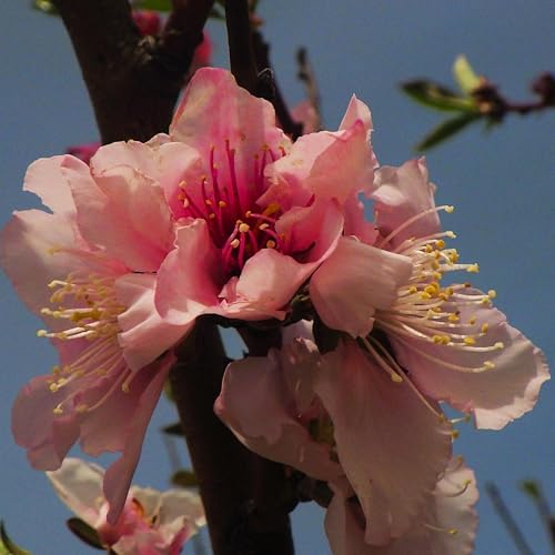 Amazon Music Unlimited DominaPetra 『Transcendental Impressionism and