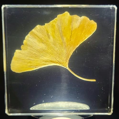 Image of 2.9 inch Real Yellow Ginkgo Biloba Leaf in Crystal Clear Lucite Resin Specimen Dried Pressed Botanist Herb Herbarium Crafts Collection for Botany Science Education & Desk Ornament Display Supplies
