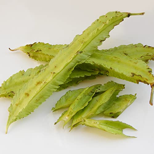 Winged Bean Seeds Organic Gmo Free Ornamental Edible Self-Pollinating Vegetable Seeds Perennial Trellis Fence 15Pcs By Yegaol Garden #TOP4