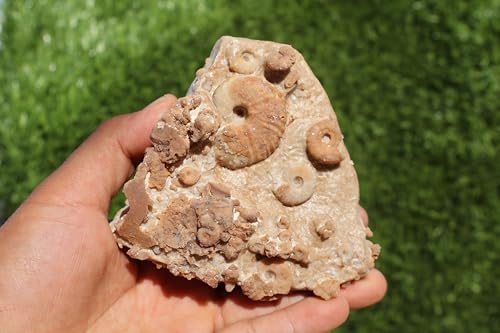 Image of Douvilleiceras & Gastropods Plate Cretaceous Fossils Fossils from Morocco Fossil Rock ammonites Fossil A119