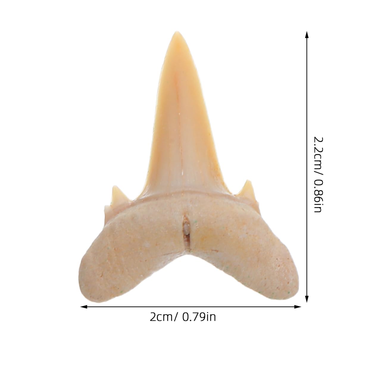 Amosfun 5 Piezas Fósil de Diente de Tiburón Real para Colección Científica con Detalles Naturales para Educación y Exhibición