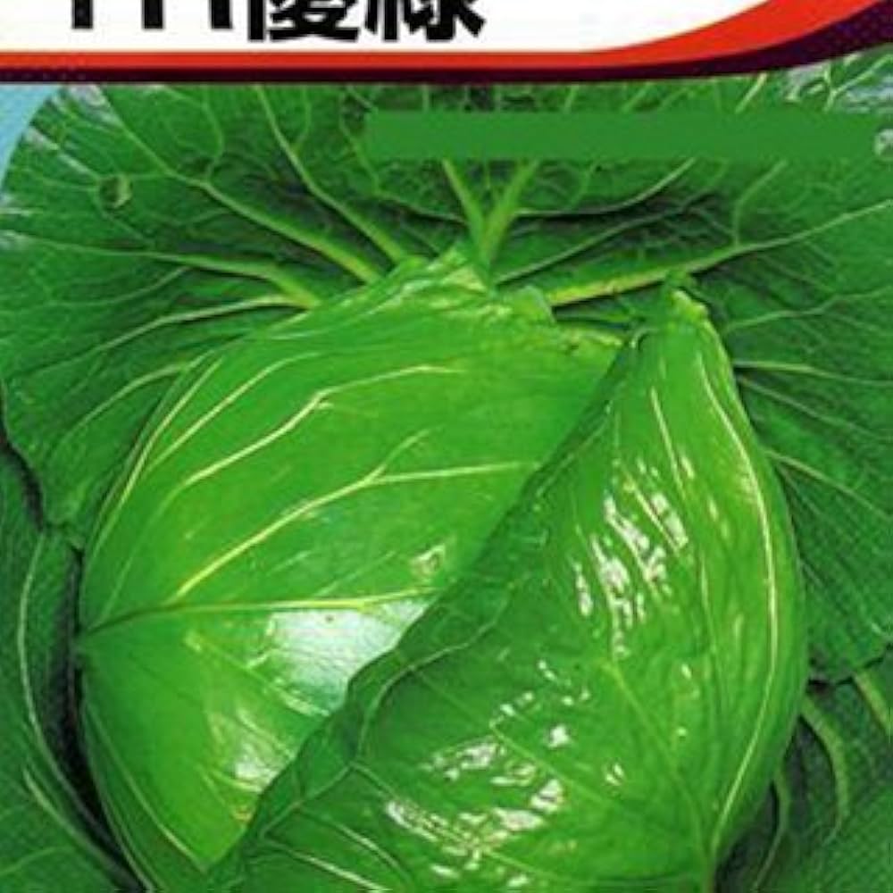 きゃべつ商品 キャベツ | 野菜 | 製品情報 | 住化農業資材株式会社 種苗部