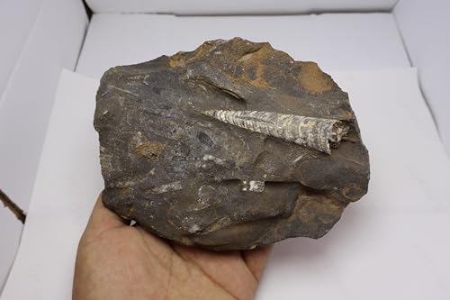 Image of Natural Orthoceras Fossil from Devonian Period Fossil from Morocco A306