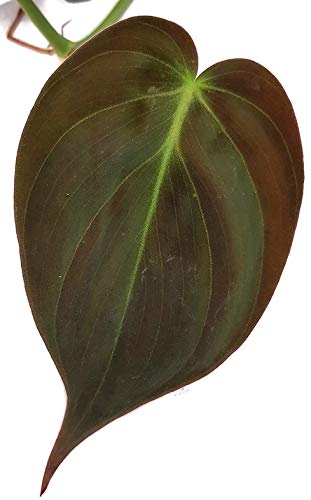Fangblatt - Philodendron scandens Micans - samtiger Baumfreund -  auergewhnliche Zimmerpflanze - Sammlerpflanze : Amazon.de: Garten
