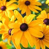 Earthcare Seeds Black Eyed Susan (Rudbeckia hirta) 500 Seeds - Heirloom - Open Pollinated - Beautifu