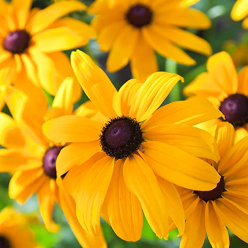 Earthcare Seeds Black Eyed Susan (Rudbeckia Hirta) 500 Seeds - Heirloom - Open Pollinated - Beautiful Flower Seeds For Planting - Attracts Pollinators #TOP23