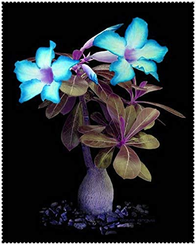 Dichondra Fresh 2 Pcs Adenium Obesum Desert Rose Flower Seeds For Planting Light Blue #TOP2