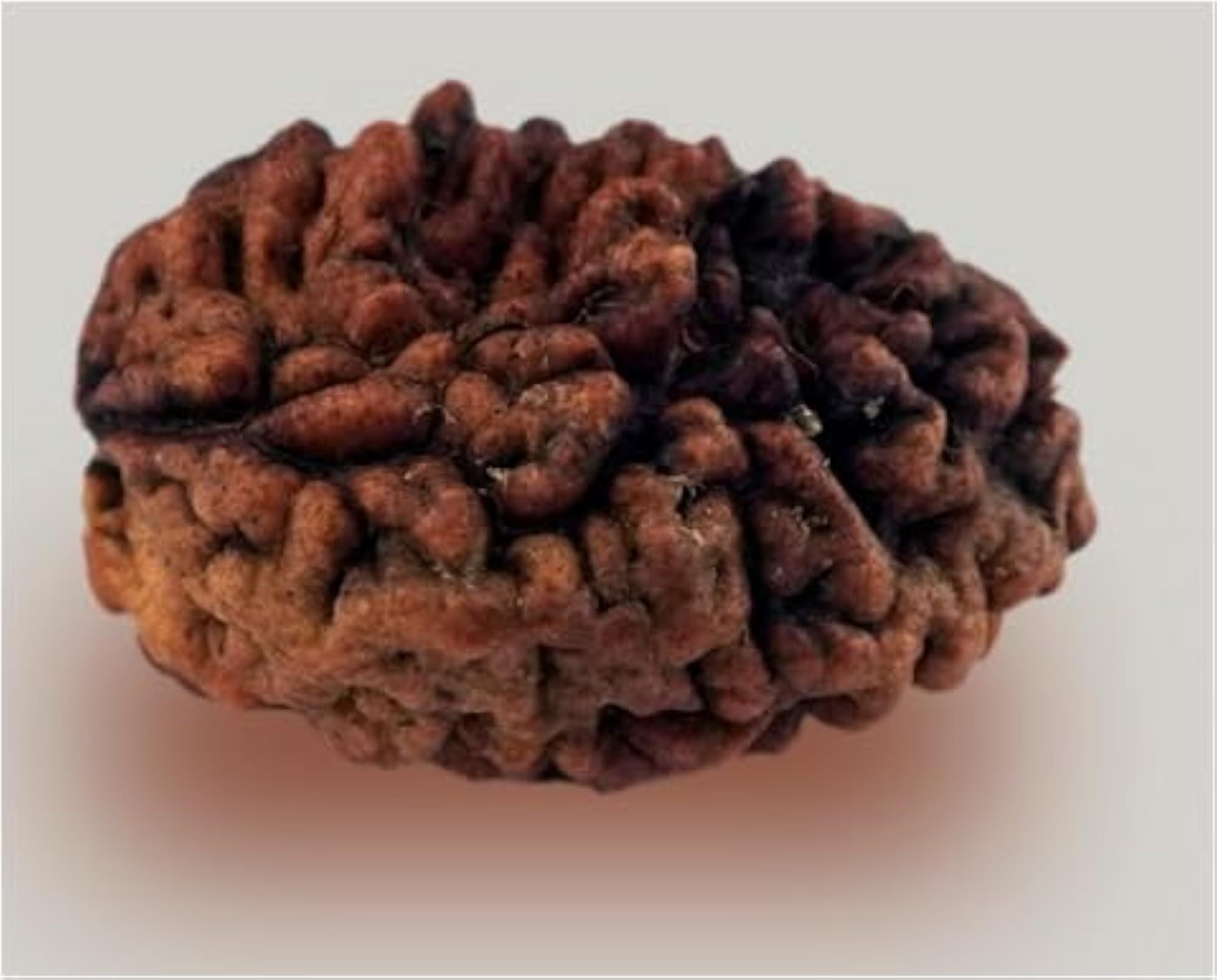 Superb Rudraksha for Pendant Making, Lab Certified