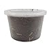 Black Soldier Fly Larvae (1000 Count - Large)