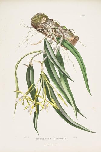 Illustration d'Epidendrum Parkinsonianum imprimée sur toile déco haut de gamme