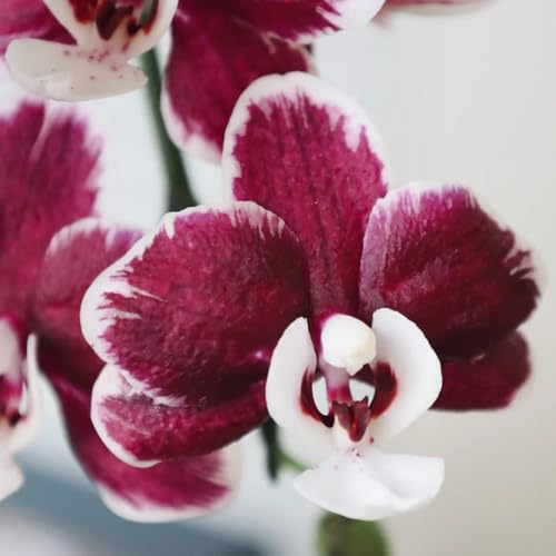 Semi di orchidea Phalaenopsis, fiorito esotiche semi di campo 100pcs