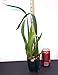 Produktbild FERRY Bio-Saatgut Nicht nur Pflanzen: Mtdm Kazumi Kolke 'A' x Odcdm Catatante 'Pacific Sun Spots' 100 Seeds 4 '' S562