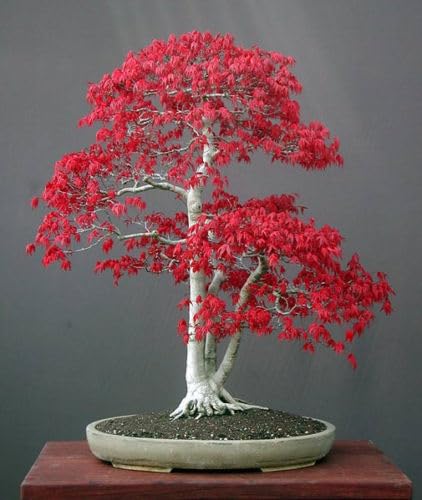 15 semi di acer palmatum japanese maple " semi freschi