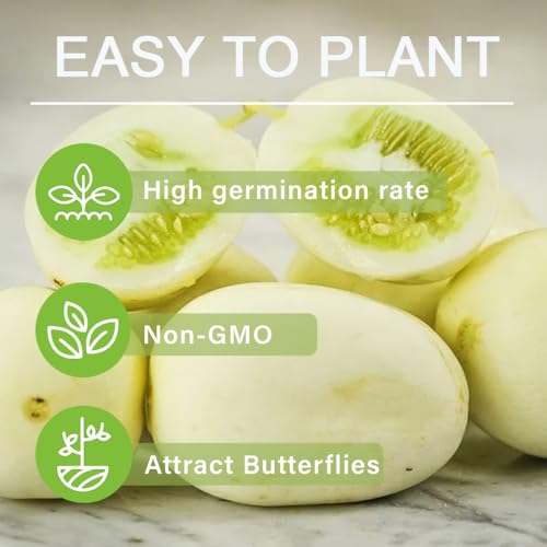 30+ Seed Dragon\'s Egg Cucumber Seeds for Planting-Plant & Grow Heirloom White Cucumbers Fruits Non-GMO in Your Home Garden - Thumbnail 5