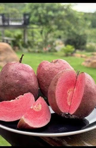 Image of LEAF JIBON, Rare Very Sweet And Orginal Vrerity Black Diamond Guava /Amrud Fruit Live Plant (Pack Of-1) Healthy 1.5 /2 Feet Height Guava Plant inchFruiting 1Year inch