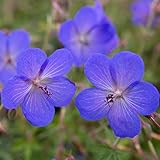 12 unità o +/- 1 m² Geranio 'Johnson'S Blue' - Cranesbill blu di Johnson Vaso 9x9cm