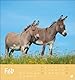 Esel Postkartenkalender 2025 - Von wegen sturer Esel: Kleiner Kalender zum Aufstellen und Aufhängen im Postkartenformat. Monats-Tischkalender für Tierfreunde. (Postkartenkalender Heye)