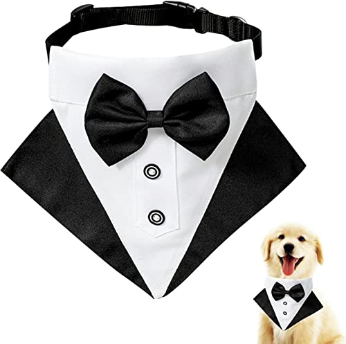 pets dog tuxedo
