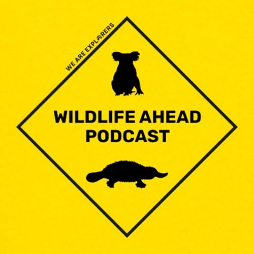 This Marsupial Was Thought to be Extinct For Over 100 Years – Wildlife Ahead Ep #6