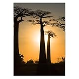  Stickers muraux déco photo 42,00 x 59,40 cm Baobabs de Madagascar N° H10058M_NS1A2