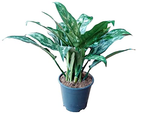 Aglaonema Mix Indoor Plant