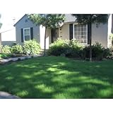 Buffalo Grass Seed (Primed) (1 Lb.)