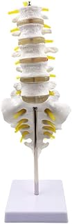 ZCBYBT Human Large Lumbar Spine 1:1 Natural Large Lumbar Spine Model Five Lumbar Vertebrae with Tailbone Pelvis Intervertebral Disc Nerve Teaching Model