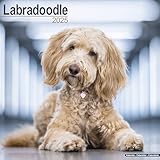 Labradoodle Calendar 2025 | Square Dog Breed Wall Calendar - 16 Month
