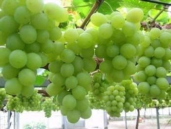 Guruji Plantation Real Live Fresh Green Grape Fruit Air Layered plant, Angoor Plant 