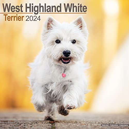 West Highland Terrier Calendar 2024 Square Dog Breed Wall Calendar - 16 Month