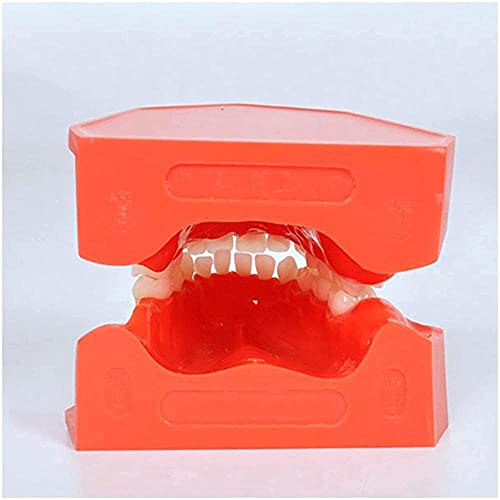 Modèle dentaire de démonstration anatomique haute précision pour enfants - 8
