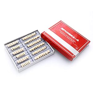 168Teeth Dental Synthetic Resin Tooth Denture Dentistry for Halloween Horror Teeth,Dental Education,Dental Teeth Teaching Model (23A2(6SET))