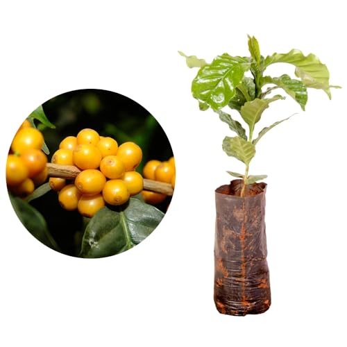 Genérico, Muda de Bourbon Café 20 a 40cm AMK - Plantas Online