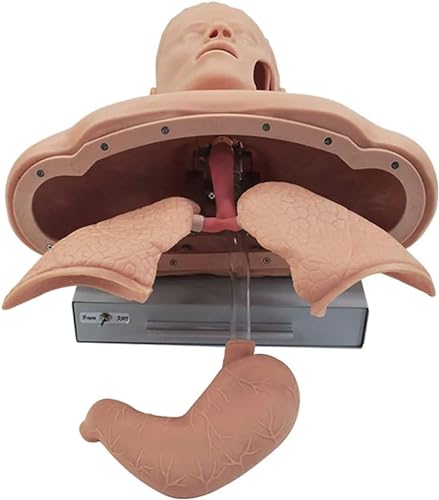Rzekszy 326565 Advanced Oral Nasal Intubation Manikin,Intubation Manikin Airway Management Trainer,With Tooth Alarm Device Simulator Airway Management Trainer Intubation Head Teaching thumb #3