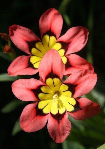 RADHA KRISHNA AGRICULTURE Sparaxis flower bulbs for Your Garden | multicolor Sparaxis Flowering Plants bulb | Summer & all season Flowering bulb for home Planters pack of 5 bulbs (B0C3LV82JN) Amazon Price History, Amazon Price Tracker