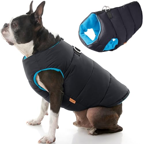 Best Sweaters for Keeping Your Boston Terrier Warm in 2024!