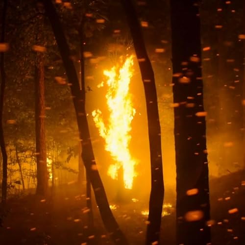 LGL - Triple Zen 2024/06/27