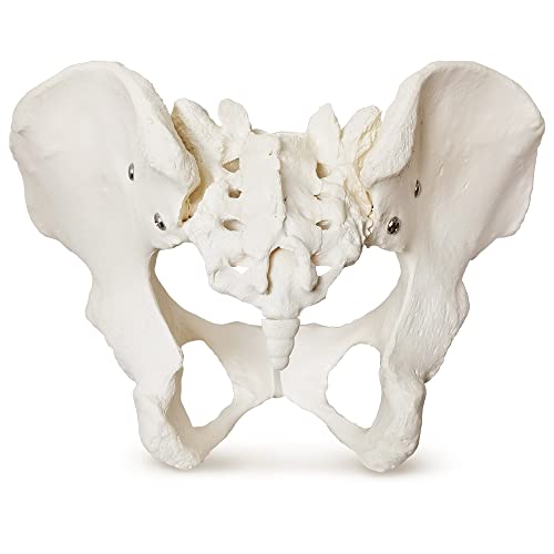 Image of 2025 New Female Pelvis Model,Life Size Female Pelvic Skeleton Model, Anatomy Medical Model for Science Education, Study of the Anatomical Features