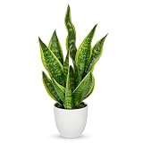 Hollyone Artificial Snake Plant Potted Faux Sansevieria Trifasciata Plants, 18' Tropical Fake Plants in White Pots for Home Office Room Indoor Decor Housewarming Gifts