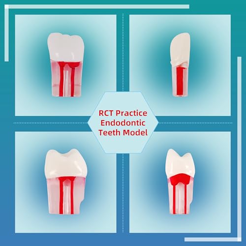 Image of 28PCS Dental RCT Root Canal Practice Model | Full-Mouth Typodont Kit | Each Tooth Position Drill for Dental Students & Training Facilities