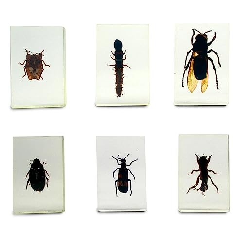Image of Geoworld Nature Collection Insects in Resin: 12 Insects - Wasps, Spiders, Beetles and More - STEM Education or Collection Set