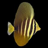 Sailfin Tang Live Saltwater Reef Aquarium Fish 3-4 Inch Marine Species with Large Dorsal Fin Active Swimmer for Spacious Tank Setup...