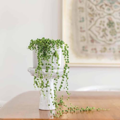 Image of UGAOO Bharat String of Pearls Live Plant (Senecio Rowleyanus) - Rare Hanging Succulent Plant for Indoor & Outdoor Home Decor, Air Purifying Live Plant for Balcony, Living Room & Office.