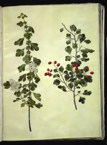 Impression Tableaux Graffiti Art Mural Crataegus Laevigata Holtzbecker édition toile fine